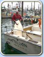 Capt. Tony hauls off a monster halibut